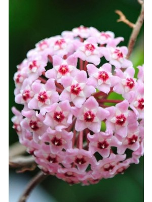 Vionna Nura Botanik Mum Çiçeği Pembe, 15-20 Cm, 1. Kalite Fidan