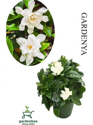 Vionna Nura Botanik Harika Kokulu Gardenya Çiçeği, Saksılı, 20-40 Cm, Iç Mekan Çiçeği, Çok Renkli