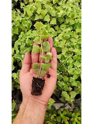 Vionna Senecio Macroglossus (Ev Sarmaşığı) Fidesi, BTS05032025BYB50