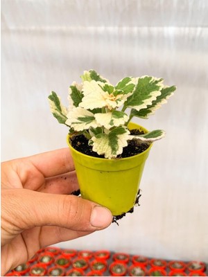 Vionna Gardenbox Adaçayı Kokulu Beyaz Alacalı Sukulent, 5-10 cm Tüplü Çiçekli Bodur Bitkiler