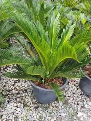 Vionna Nura Botanik Cycas Revoluta Sikas Japon Sago Palmiyesi 55-80CM Canlı Iç Dış Mekan Bitkisi