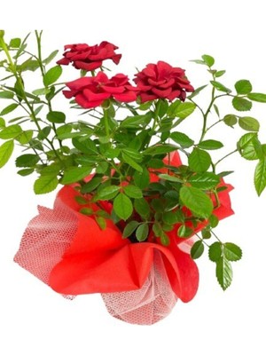 Vionna Nura Botanik Gül Roses, Ithal, Hediye Paketinde, Kırmızı