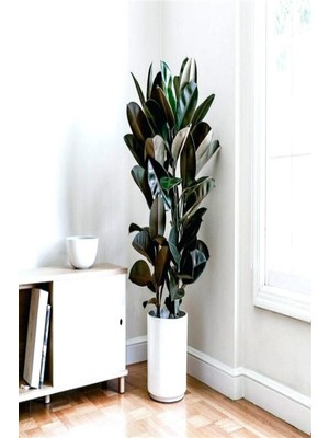 Vionna Nura Botanik Kauçuk Bitkisi (Ficus Elastica) 70-80CM