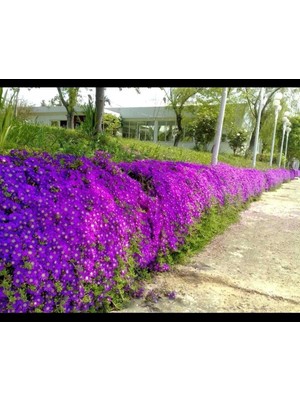 Vionna Serada Decor & Plant Mor Acem Halısı Fidesi, 10-15CM