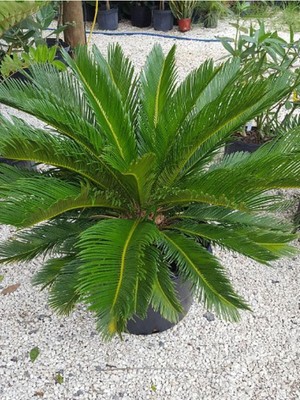 Vionna Nura Botanik Formlu Cycas Revoluta Sikas Japon Sago Palmiyesi 80-100CM Canlı Iç Dış Mekan Bitkisi