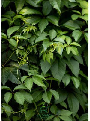 Vionna Serada Decor & Plant Amerikan Sarmaşığı, 50-70 Cm, Saksılı, Çok Renkli