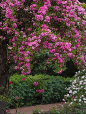 Vionna Nura Botanik Pembe Sarmaşık Gül Fidanı, Mis Kokulu, Saksılı, 70-110 Cm, Pink Climbing Rose
