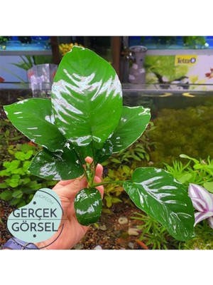 Vionna Anubias Broad Leaf 6-7 Yapraklı Canlı Bitki L