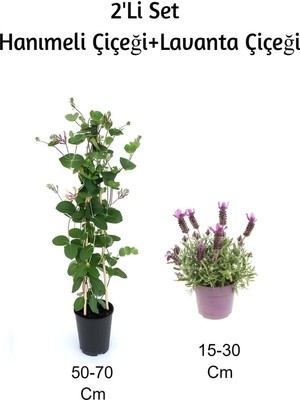 Vionna Serada Decor & Plant Hanımeli Çiçeği + Lavanta Çiçeği 2'li Set Dış Mekan Bitkisi, Çok Renkli