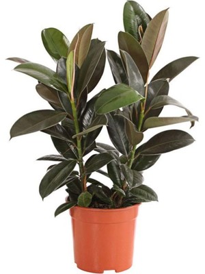 Vionna Serada Decor & Plant Mini Boy Kauçuk Fidanı, 2'li Dikim, 20-45CM, Saksılı, Yeşil