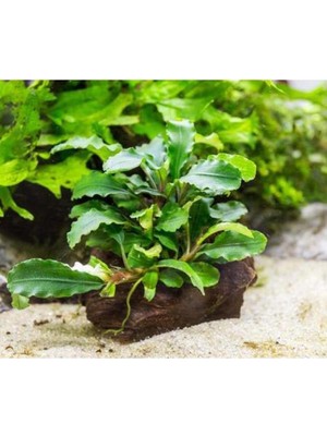 Vionna Bucephalandra Green Way Saksı Canlı Bitki