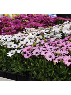 Vionna Megcito Bodrum Papatyası (Kalıcı Çok Çiçeklenen) Sarı, Pembe Renkli - 5 Tohum