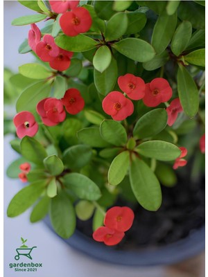 Vionna Kırmızı Renk Milii Dikenler Tacı Çiçeği 1 Adet Saksılı (Red Euphorbia Milii)