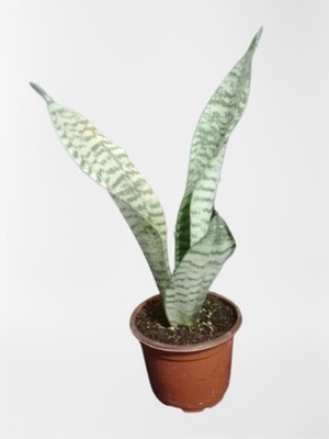 Vionna Mini Paşa Kılıcı Sansevieria [30-40CM ]