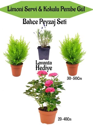 Vionna Bahçe Seti 2 Adet Limoni Servi+1 Adet Pembe Gül Fidanı+Hediye Lavanta, BTSNN23032452