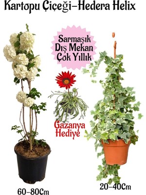 Vionna Kartopu Çiçeği 1 Adet +Hedera Helix 1 Adet+Sarı Gazanya Hediye Saksılı Bahçe Seti, BTSNA01KAR49