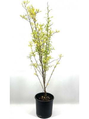 Vionna Nura Botanik Nar Fidanı Devedişi, 2-3 Yaş, 80 Cm, Bol Verimli, Soğuğa Dayanıklı