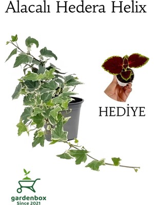Vionna Beyaz Alacalı Hedera Helix Sarmaşığı 1ADET Saksılı 25-40CM +Yaprak Güzeli Çiçeği