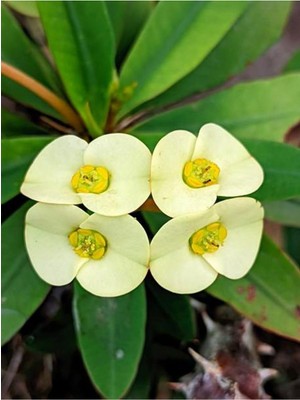 Vionna Videolu Sarı Milli Dikenler Tacı 1 Adet Saksılı 15-25CM Iç Mekan Salon Ofis Bitkisi (Euphorbia)