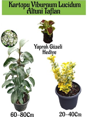 Vionna Kampanyalı Kartopu Viburnum Lucidum 1 Adet Altuni Taflan 1 Adet Yaprak Güzeli Bahçe Bitkisi, BTS1852024NA12