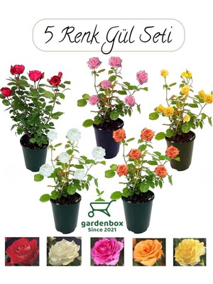 Vionna Bahçe Gülü Seti 5 Adet Kokulu Yediveren Gül Kırmızı+Pembe+Sarı+Beyaz+Turuncu 30-50CM