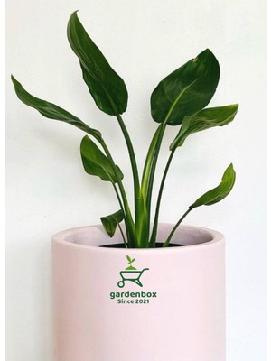 Vionna Orta Boy Saksılı Starliçe Cennet Çiçeği 1 Adet Saksılı 15-30CM (Strelitzia), GDB15112024NA33