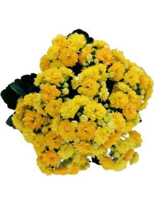 Vionna Videolu Sarı Renk Kalanşo Çiçeği 1 Adet Saksılı 10-20CM Iç Mekan Salon Bitkisi (Kalanchoe)