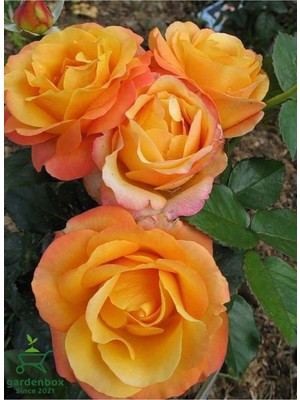 Vionna Yediveren Turuncu Renk Gül Fidanı 1 Adet Saksılı 30-60CM (Orange Rose)