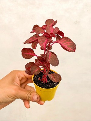 Vionna Nura Botanik Çingene Şalvarı Bitkisi Iresine Herbstii, 5.5 cm Saksı