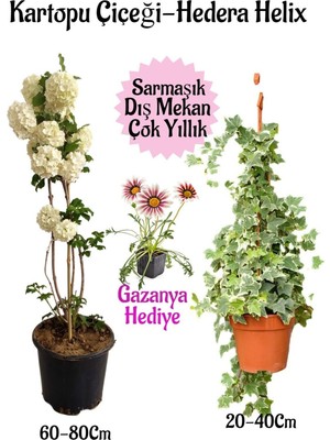 Vionna Kartopu Çiçeği 1 Adet +Hedera Helix 1 Adet+Pembe Gazanya Hediye Saksılı Bahçe Seti