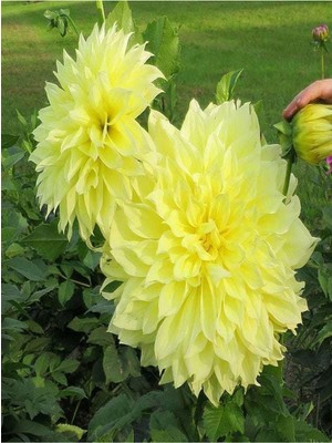 Vionna Videolu Canlı Sarı 1 Adet Yıldız Çiçeği Fidesi 20-30CM Saksılı (Ornithogalum)