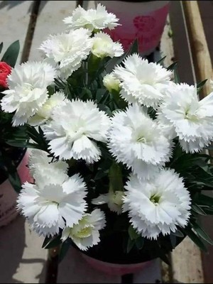 Vionna Videolu Yoğun Kokulu Beyaz Karanfil Çiçeği 1 Adet Saksılı 15-30M (Dianthus Caryophyllus)