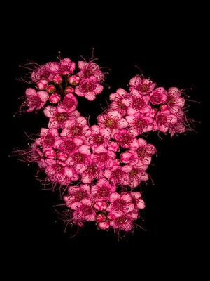 Vionna Videolu Pembe Ispirya Keçi Sakalı Çiçeği Fidanı 40-60 cm Saksılı Çiçekli Bodur Ispirya Spiraea