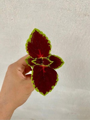 Vionna Bordo Yeşil Renk Yaprak Güzeli Çiçeği 1 Adet SAKSILI(10-15CM) Bahçe Peyzaj Seti(Kolyos), BTS01YGNA5