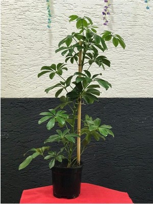 Vionna Gardenbox Schefflera Çiçeği Bitkisi, 50-95 Cm, Saksılı, Iç Mekan Bitkileri