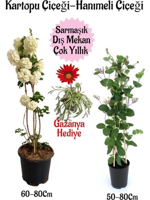 Vionna Nura Botanik Kartopu Çiçeği, Hanımeli Çiçeği, Pembe Gazanya Hediye Saksılı Bahçe Seti