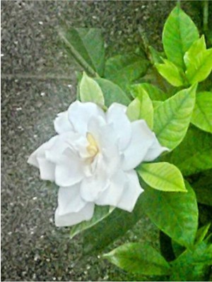 Vionna Gardenbox Gardenya Çiçeği Saksılı, 25-45CM, Beyaz, 1 Adet