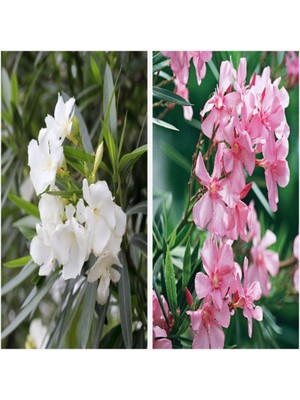 Vionna Gardenbox Zakkum Fidanı Paketi, 10'lu Set, Beyaz-Pembe Renk, 40-50 cm Boy