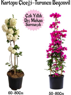 Vionna Gardenbox Kartopu Çiçeği 1 Adet + Fuşya Begonvil 1 Adet Saksılı Bahçe Peyzaj Seti