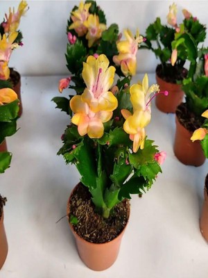 Vionna Nura Botanik Sarı Yılbaşı Çiçeği Fidanı, 1 Adet, Saksılı, 10-20CM, Iç Mekan Bitkisi, Çok Renkli