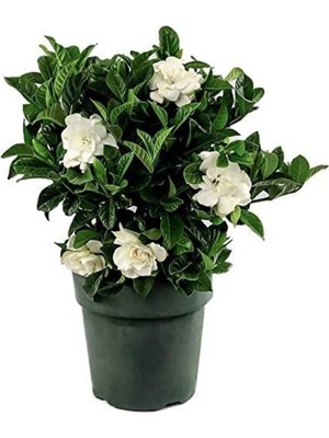 Vionna Gardenbox Gardenya Çiçeği Saksılı, 30-40CM, Beyaz, Kokulu