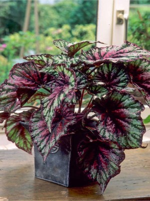 Vionna Nura Botanik Pembe Alaca Yapraklı Begonya, 1 Adet Saksılı, 15-25CM, Iç Mekan Bitkisi, Rex Tango Begonia