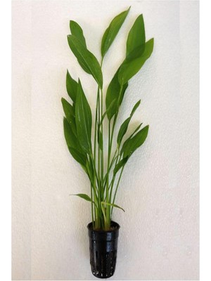 Vionna Echinodorus Argentinensis Saksı Canlı Bitki P056