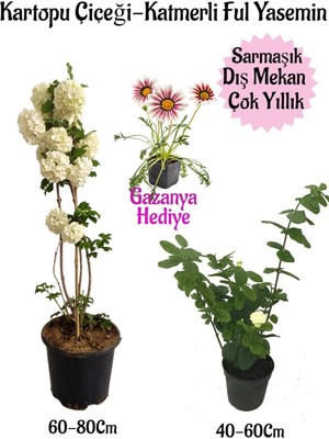 Vionna Serada Decor & Plant Kartopu Çiçeği, Katmerli Ful Yasemin, Pembe Gazanya Hediyeli Saksılı Bahçe Seti, Çok Renkli