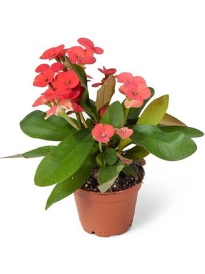 Vionna Gardenbox Euphorbia Milii Dikenler Tacı Çiçekli Kaktüs, 10-15 Cm, 6 cm Saksı