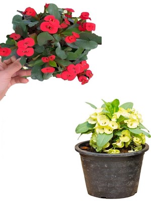 Vionna Nura Botanik Sarı Kırmızı 2 Renk 2 Adet Milli Dikenler Tacı Çiçeği Saksılı, 15-30CM, Euphorbia