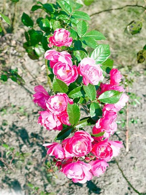 Vionna Gardenbox Minyatür Pembe Gül Fidanı, 1 Adet, 10-15CM Saksılı