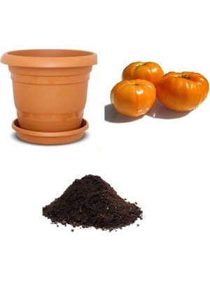 Vionna Gardenbox Dev Italyan Turuncu Pileli Domates Tohumu, 10 Adet Ekim Seti