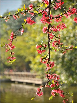 Vionna Serada Decor & Plant Yörük Gelini Bahar Dalı, 30-70 Cm, Tüplü Dış Mekan Ağacı, Japanese Quince, Kırmızı Çiçekli