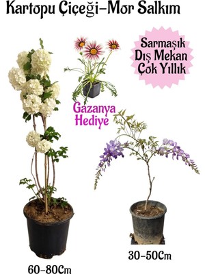 Vionna Gardenbox Kartopu Çiçeği, Mor Salkım, Pembe Gazanya Hediyeli Saksılı Bahçe Seti, Çok Renkli